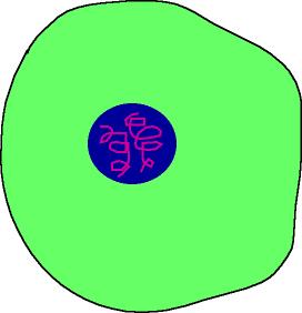 272x282 The Five Kingdoms Cells