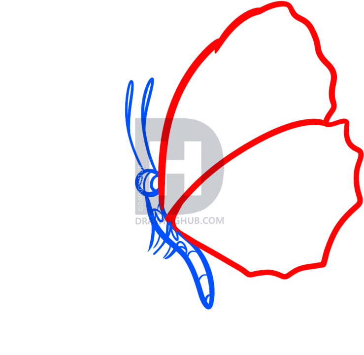 739x720 How To Draw A Butterfly On A Flower, Butterfly And Flower, Step