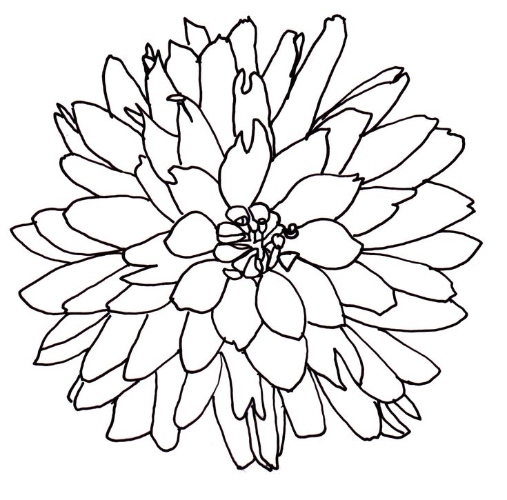 735x725 Line Drawing Flower Images Top Collection Of Different Types
