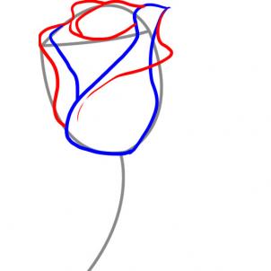 302x302 Draw A White Rose, Step