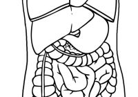 200x140 Heart Diagram Printable Coloring Sheet No Labels Printable