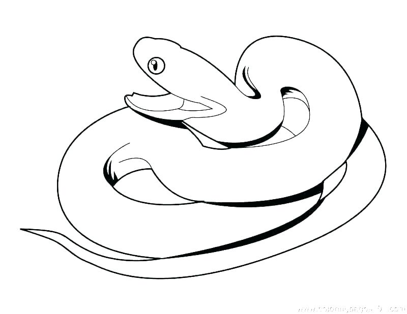 800x618 Draw King Cobra