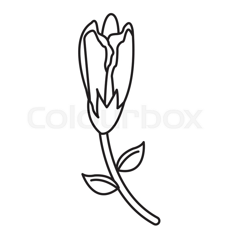 800x800 Flower Petals Nature Beauty Decoration Stock Vector Colourbox