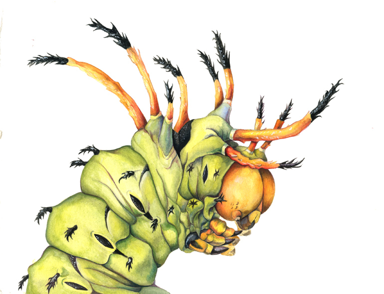 770x590 Draw The Beauty Of Nature With Mindy Lighthipe Caterpillar