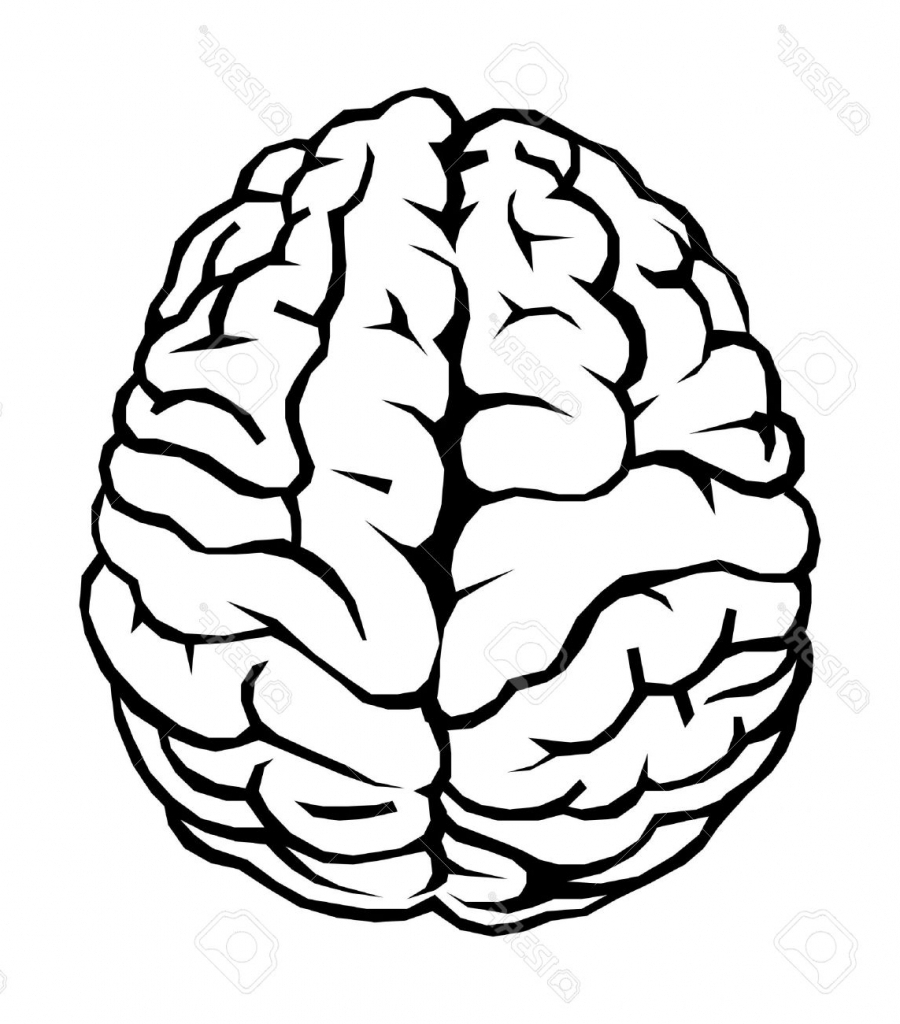 Drawing Of The Brain With Labels
