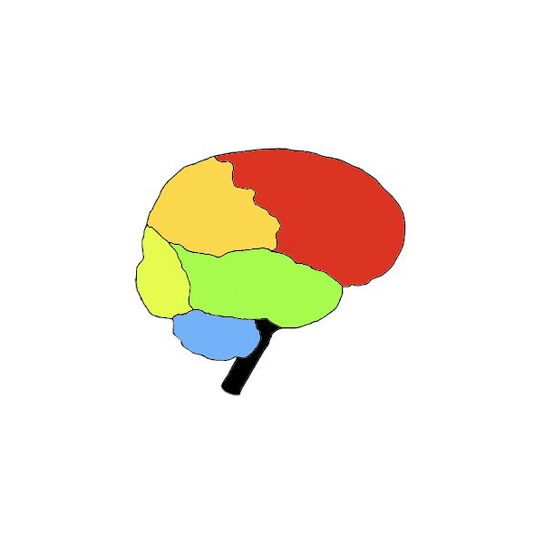 600x600 Guide To Basic Brain Anatomy Learn The Parts Of The Brain