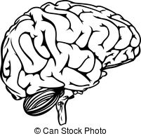 201x194 Human Brain From All Sides With Sections In Different Colors