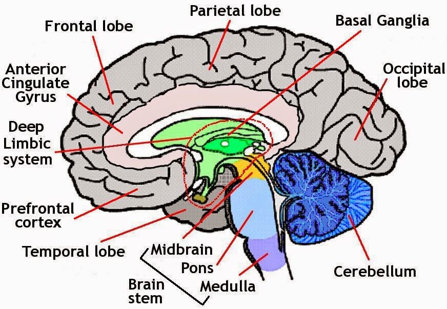 872x603 imgs for gt brain diagram kids to label clipart