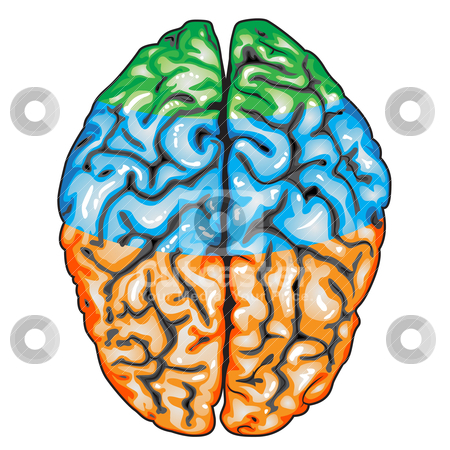 450x450 Asovislan Human Heart Diagram Without Labels