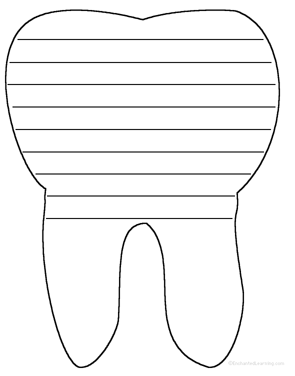 590x752 Tooth Anatomy