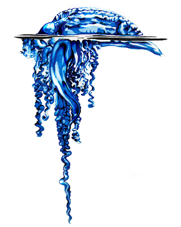 600x750 Portuguese Man Of War Animal Drawing Art Mdubillustrations