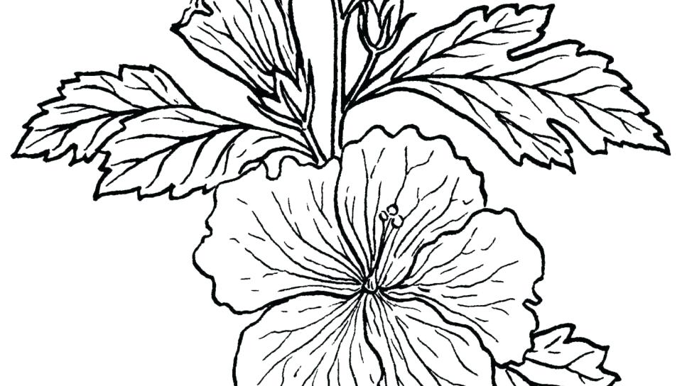 960x544 Rainforest Leaves Coloring Pages Best Plants Coloring