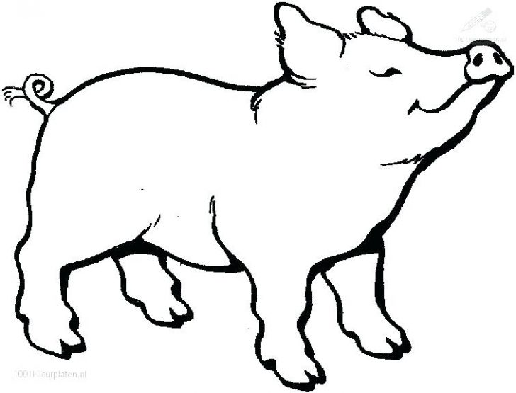 728x555 Animal Pig Coloring Pages Fresh Animals Unique Dog Of Color Plus