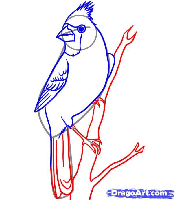605x691 How To Draw A Cardinal Step Make It Drawings, Bird Drawings