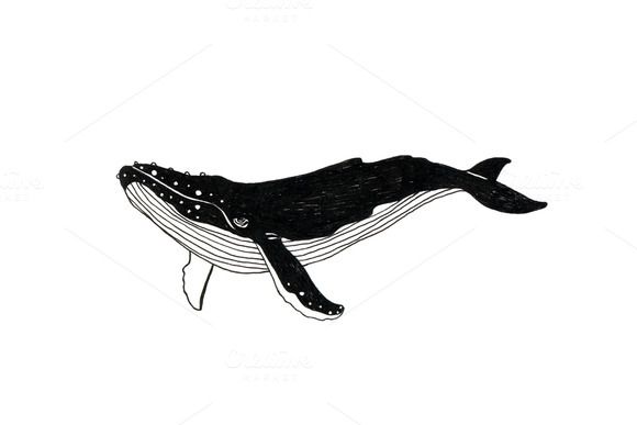 580x387 Check Out Whale Illustration + Paper Texture