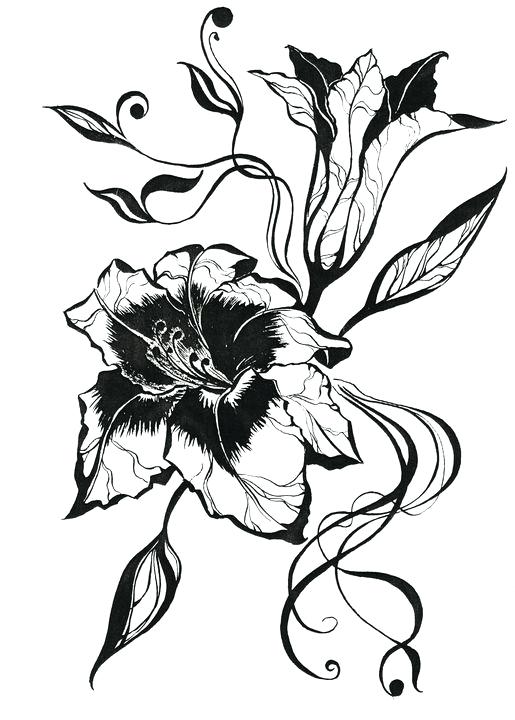 515x720 Drawing Of Lillies Nip