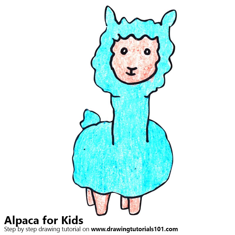 800x800 Learn How To Draw An Alpaca For Kids
