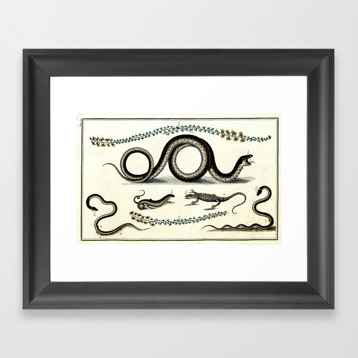 700x700 Antique Lizard And Snake Vintage Nature Book Plate Drawing