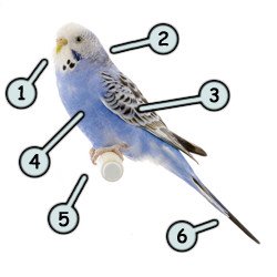 250x250 Drawing Cartoon Birds