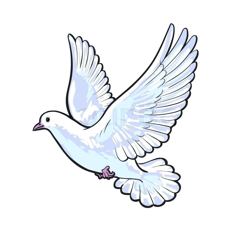 800x800 How To Draw Dove Bird Image Titled Draw A Dove Step Draw Dove Bird