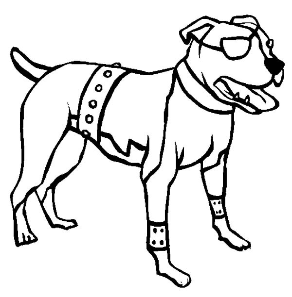 600x612 Free Coloring Pages Of Drawing Pitbull, Coloring Pages Of Pit