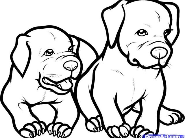 640x480 How To Draw A Pitbull Puppy Step