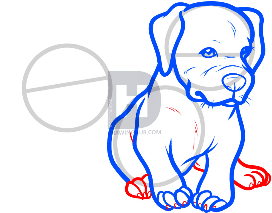 920x720 How To Draw Baby Pitbulls, Baby Pitbulls, Step