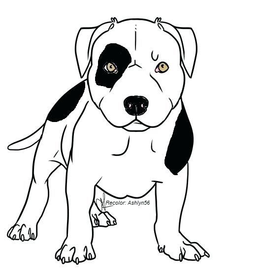 534x559 Pitbull Drawings Pit Bull Drawing