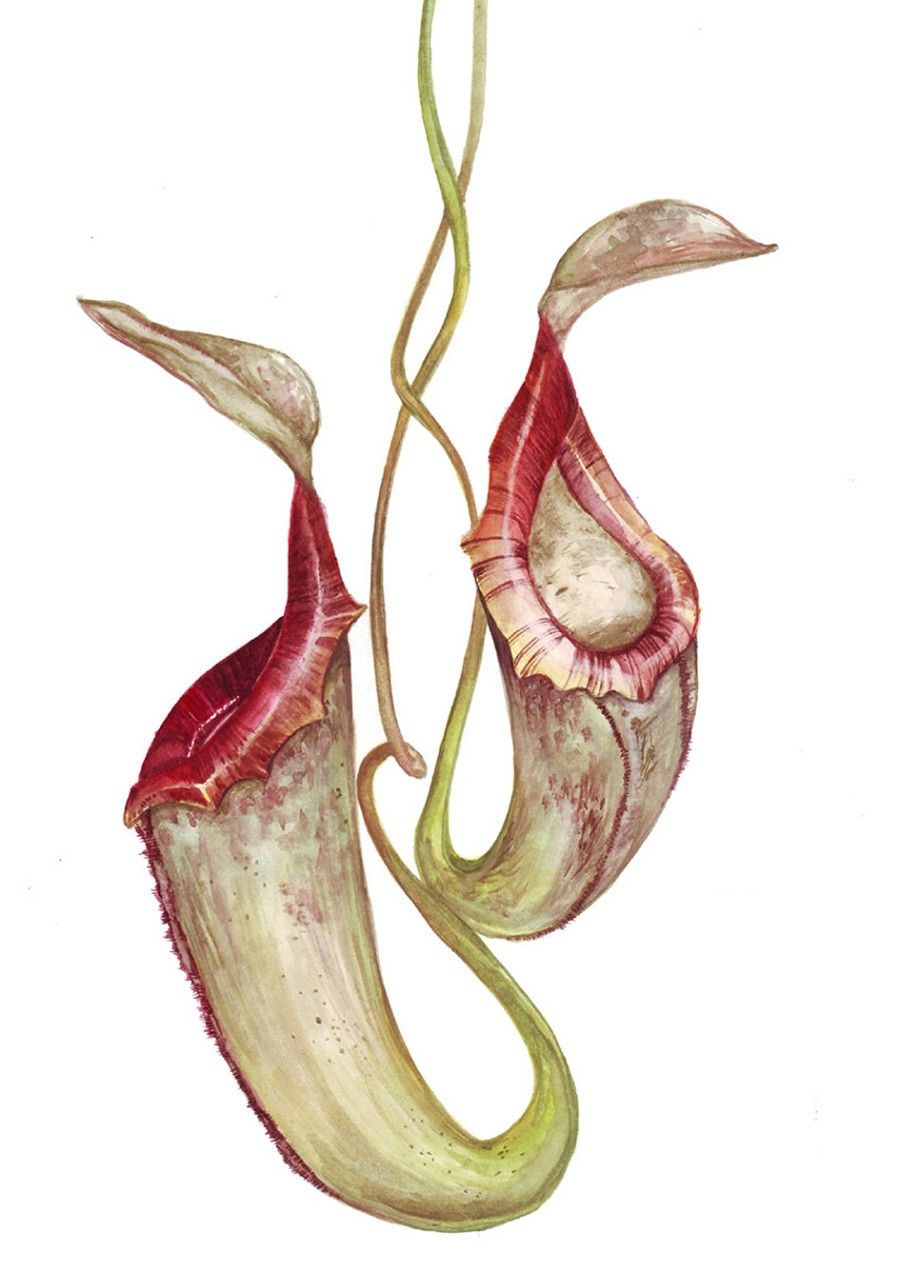 900x1273 Pitcher Plant Illustration Nation In Botanical Art, Plant