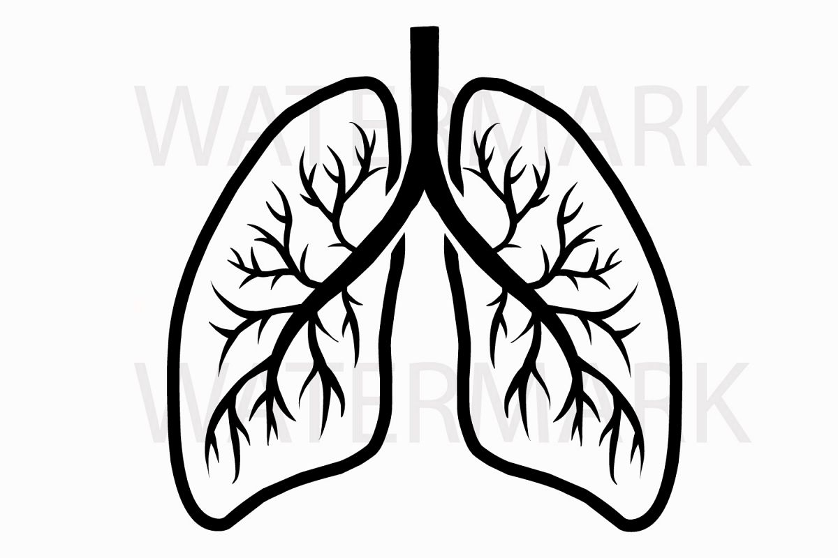 1200x800 Human Real Lungs