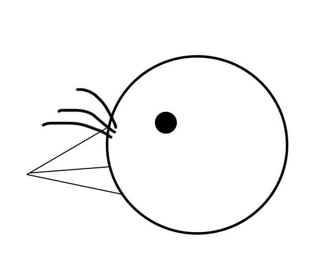 624x541 Endemic Bird Day Quiz Bird Count India