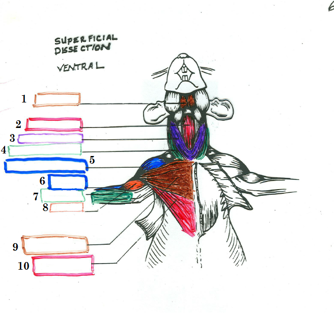 656x614 Exciting Rat Muscles Ventraleasier Quiz