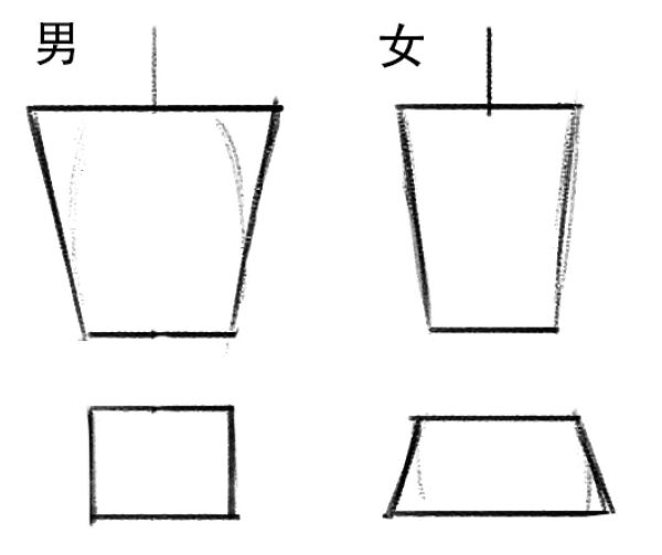 600x503 the sixth chapter the ratio of male to female body