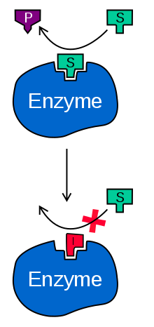 220x466 structural biochemistryenzymedouble reciprocal plot lineweaver