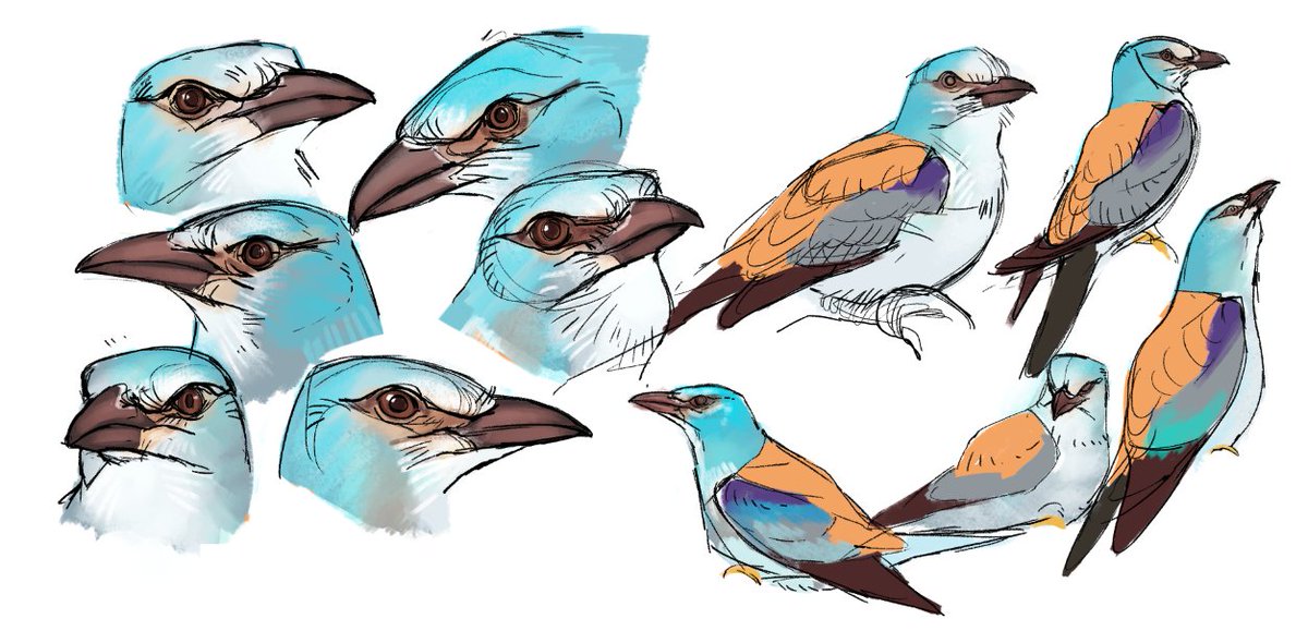 1200x590 crow artist on twitter drawing some european rollers! i love