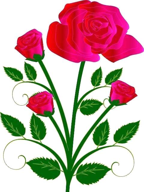 480x640 easy rose drawing easy rose drawing rose flower drawing easy step