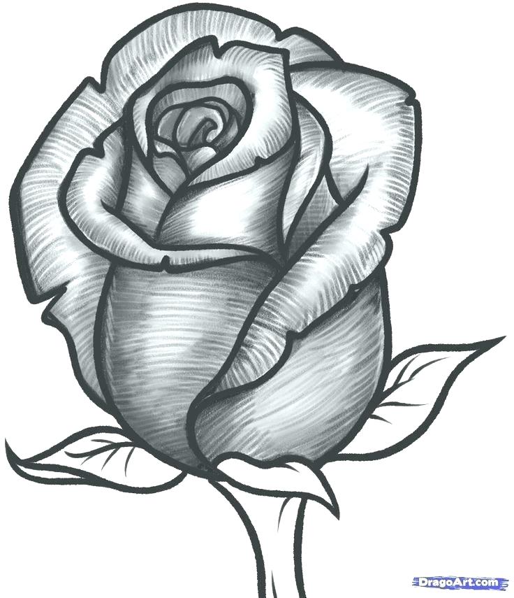 736x855 How To Draw A Big Rose Step