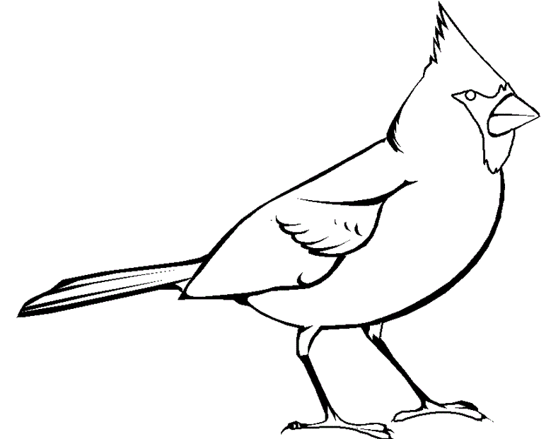 779x621 Collection Of Free Cardinal Drawing Sheet Download On Ui Ex