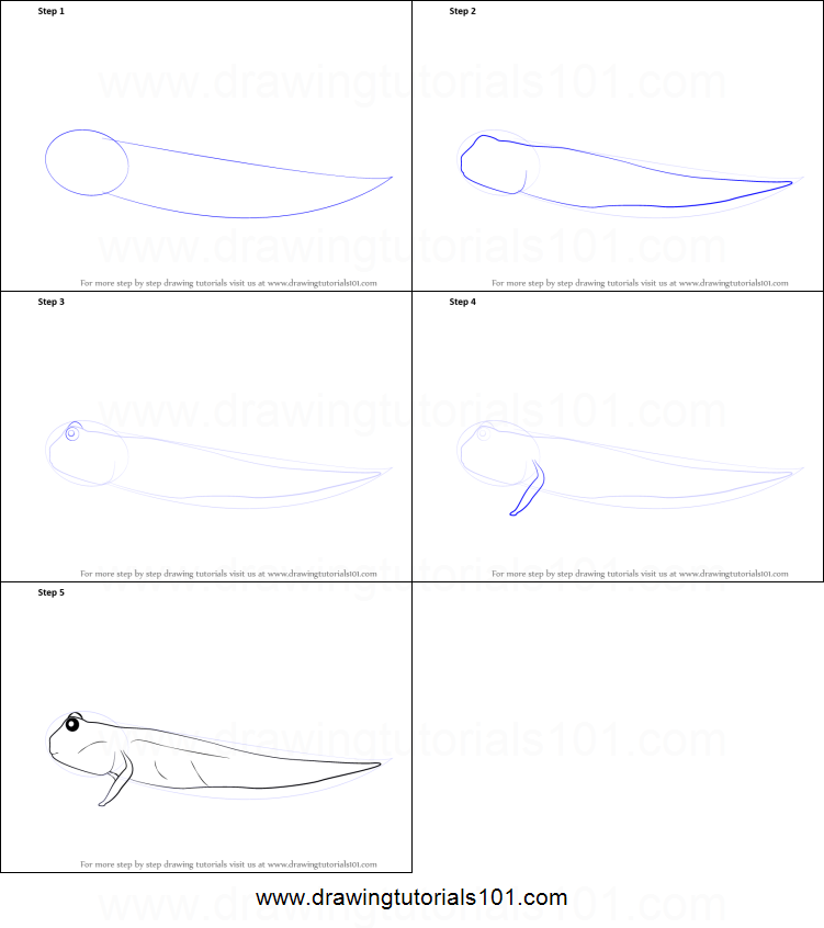 751x846 How To Draw A Mudskipper Printable Step
