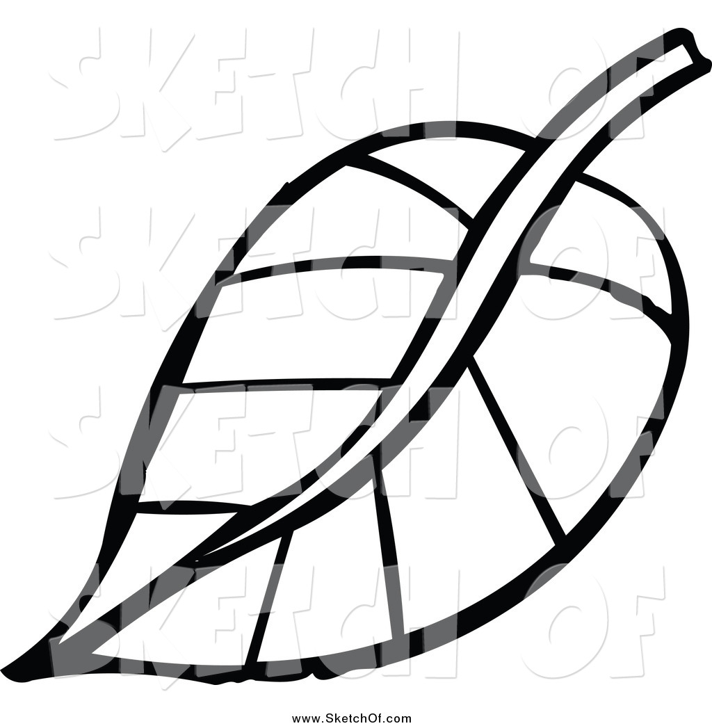 1024x1044 Drawing Of A Black And White Sketched Plant Leaf