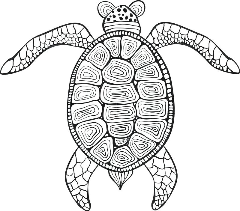 800x704 Drawn Turtle Brown Spots On Turtle Shell