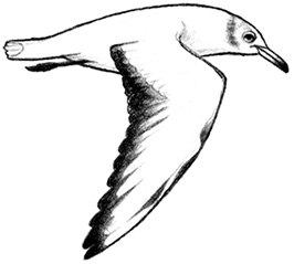 266x239 Grafilu Grafilu Offers Illustrative Design In A Variety