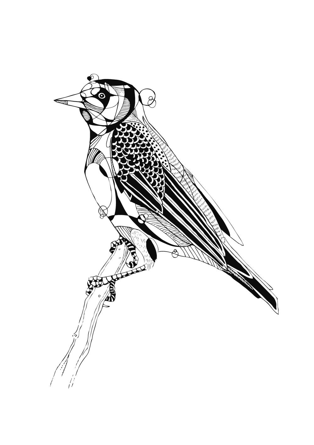 1000x1415 matthew lissimore beauty spots bird illustration, pen