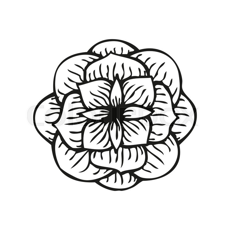 800x800 Rose In Tattoo Style, Hand Drawn Stock Vector Colourbox
