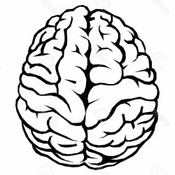 250x250 Brain Anatomical Drawing Hemisphere And Animation Cartoon Styles