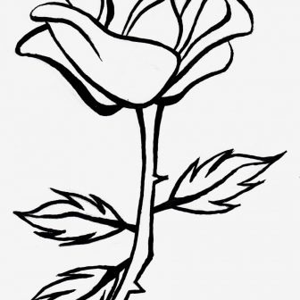 336x336 Black And White Rose Drawing Tattoo Step