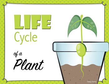 350x270 Life Cycle Of A Plant