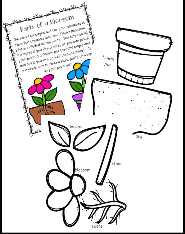 640x806 Plants Grade Activities, Math