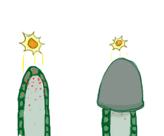 323x269 Plant Hormones Describing The Big