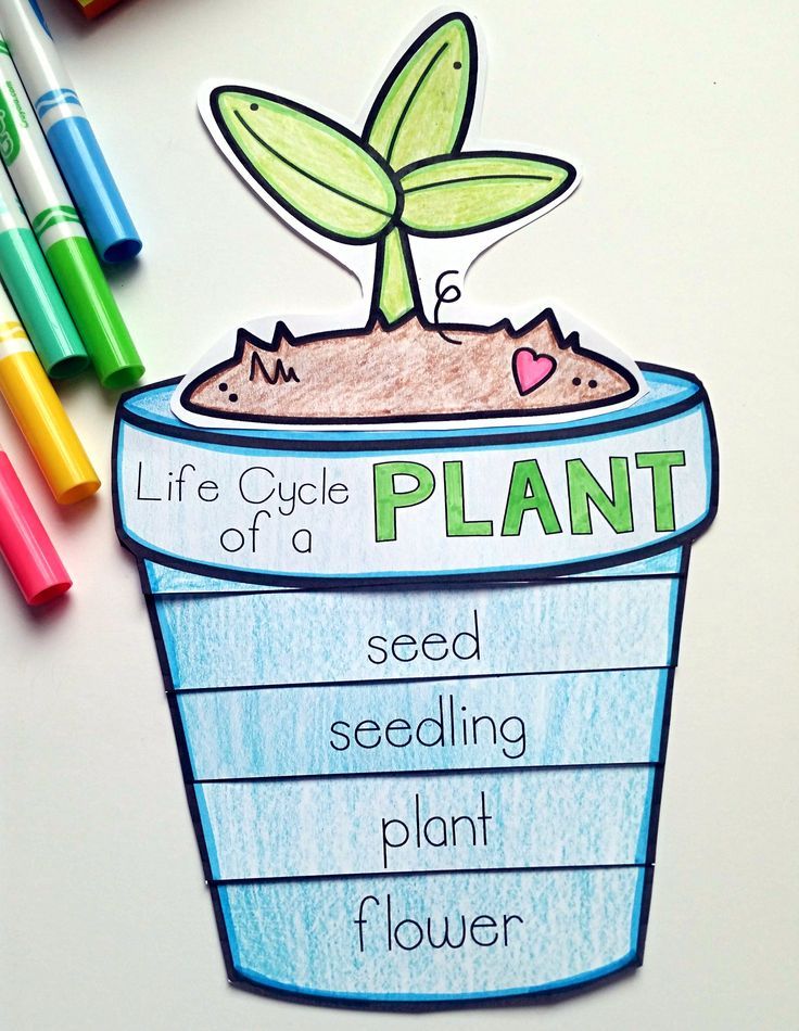 736x950 Plants Unit Plan For K My First Classroom Life Cycles
